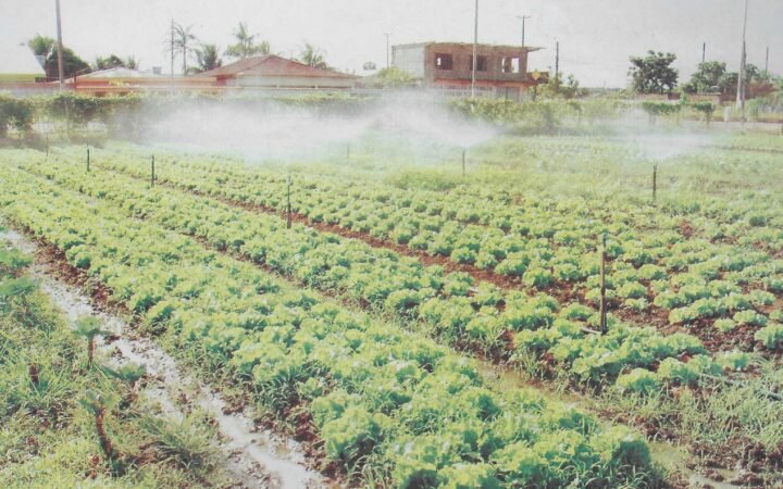 Plantação de hortaliças em Altamira apoiada pelo Programa Cinturão Verde