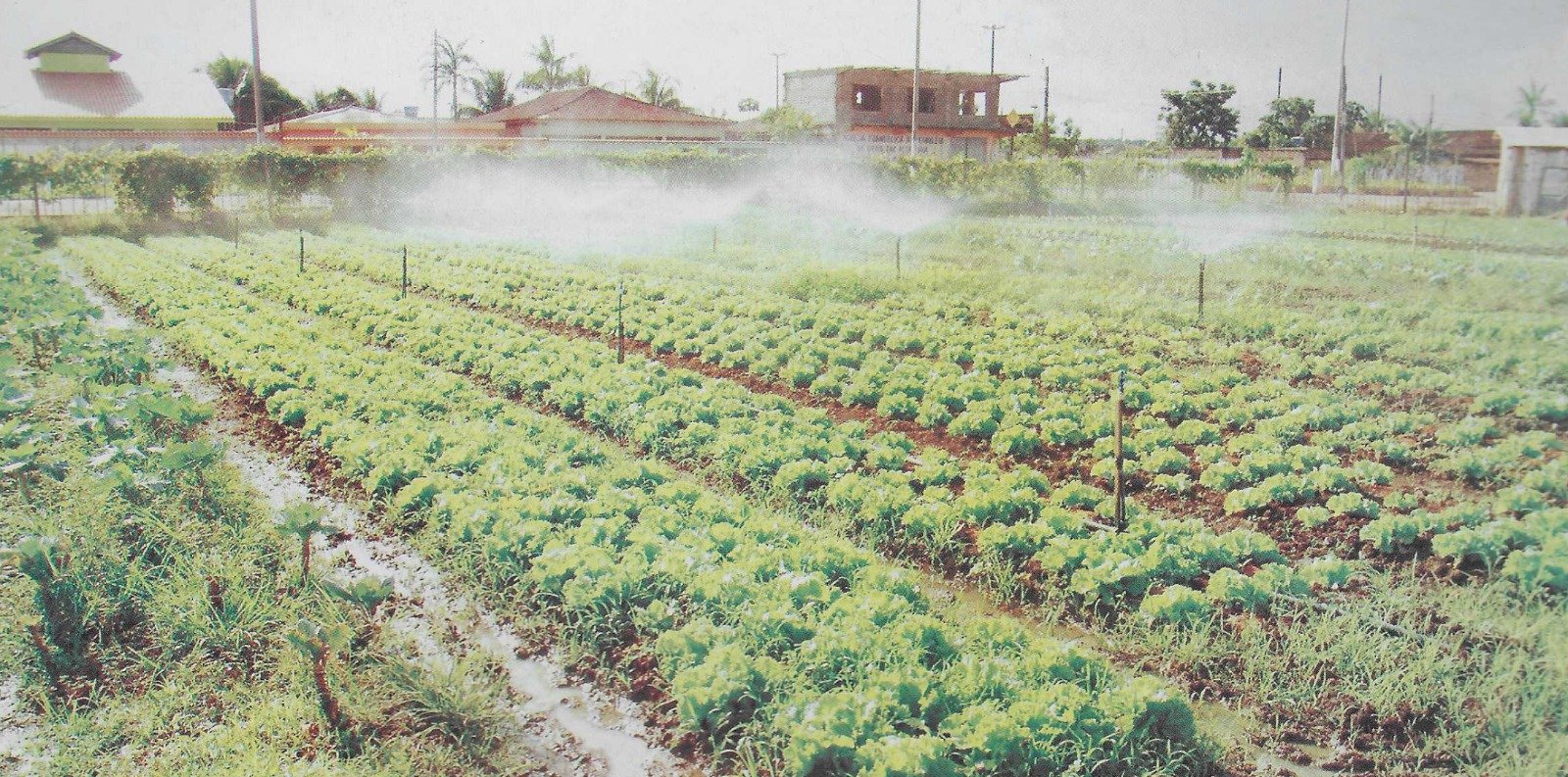 Plantação de hortaliças em Altamira apoiada pelo Programa Cinturão Verde