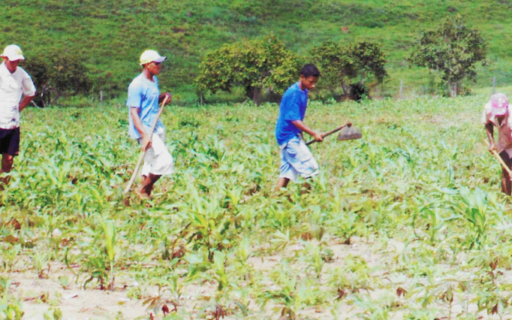 Agricultura familiar em Altamira