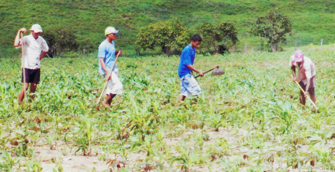 Agricultura familiar em Altamira